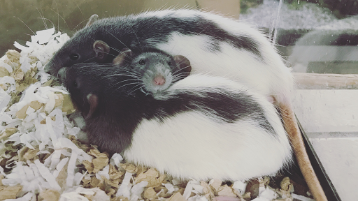 Pet Store «Southside Pet Shop», reviews and photos, 7031 Southside Dr, Louisville, KY 40214, USA