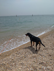 Spiaggia con accesso consentito ai cani