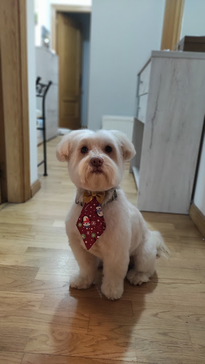 Peluqueria Canina Flavia Kamila en Ponteareas