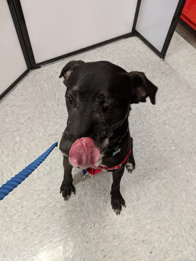 Pet Supply Store «Petco Animal Supplies», reviews and photos, 1221 Water Tower Pl, Arnold, MO 63010, USA