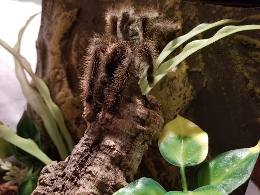 Pet Supply Store «Pet Supplies Plus», reviews and photos, 1937 FL-60, Valrico, FL 33594, USA