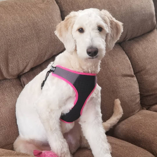 Pet Supply Store «PetSmart», reviews and photos, 5336 Westpointe Plaza Drive, Columbus, OH 43228, USA