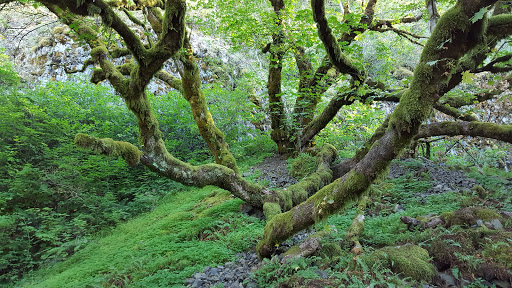 Waterfall «Horsetail Falls», reviews and photos, Historic Columbia River Hwy, Cascade Locks, OR 97014, USA
