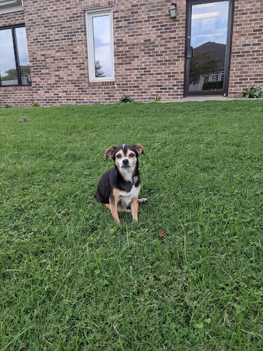 Towne Square Animal Hospital image