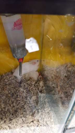 Pet Store «Petland Discounts - Westchester Sq.», reviews and photos, 25 Westchester Square, Bronx, NY 10461, USA