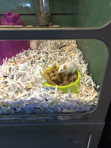 Places to buy a hamster in Cincinnati