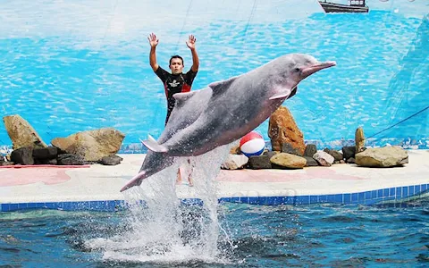 Pattaya Dolphin World image