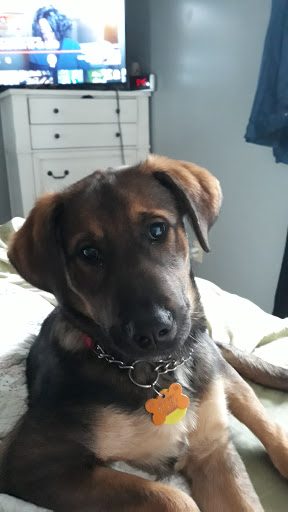 Pet Supply Store «Petco Animal Supplies», reviews and photos, 35860 Chester Rd, Avon, OH 44011, USA