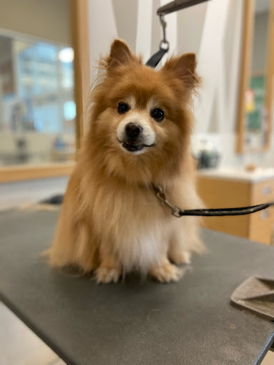 Pet Supply Store «Petco Animal Supplies», reviews and photos, 11147 Park Blvd N, Seminole, FL 33772, USA