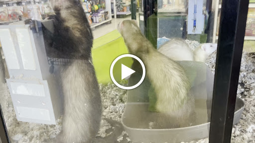 Pet Supply Store «Petco Animal Supplies», reviews and photos, 436 E Rollins Rd, Round Lake Beach, IL 60073, USA