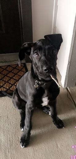 Pet Supply Store «PetSmart», reviews and photos, 5722 Fairmont Pkwy, Pasadena, TX 77505, USA