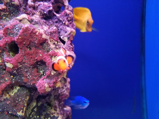 Pet Supply Store «Pet Station Jackson», reviews and photos, 1617 E Michigan Ave, Jackson, MI 49202, USA