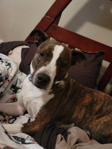 Pet Supply Store «Pet Supplies Plus», reviews and photos, 4100 Legacy Dr Suite 402, Plano, TX 75024, USA