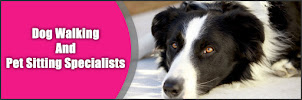 Dog Walking and Pet Sitting Specialists - Photo 3 - Car repair in , Baltimore