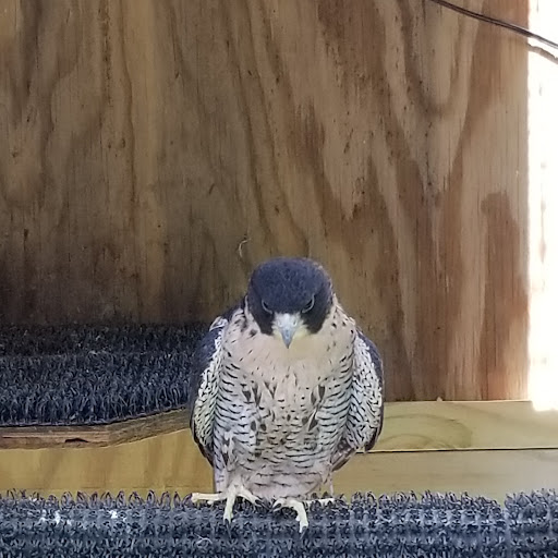 Nature Preserve «Iowa Raptor Center», reviews and photos, 2095 Mehaffey Bridge Rd NE, Solon, IA 52333, USA