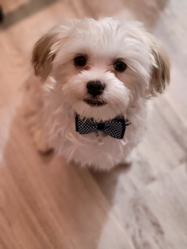 Pet Store «Village Pet Shop», reviews and photos, 701 N Black Horse Pike, Williamstown, NJ 08094, USA