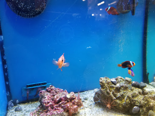 Pet Supply Store «Petco Animal Supplies», reviews and photos, 22000 Dulles Retail Plaza #110, Sterling, VA 20166, USA