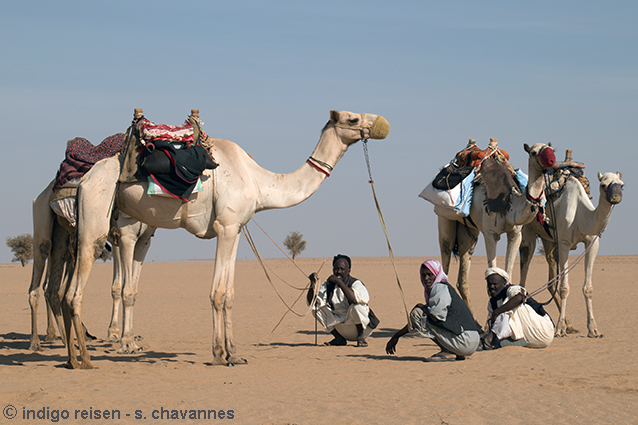 indigo reisen - Kameltrekkings in der Sahara - Bern