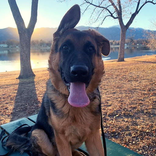 Off-Leash K9 Training - Denver (South)