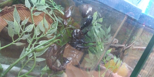 Pet Supply Store «PetSmart», reviews and photos, 31705 Pacific Hwy S, Federal Way, WA 98003, USA