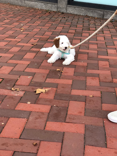 Clothing Store «J.Crew», reviews and photos, 145 Main St, Westport, CT 06880, USA