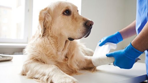 Sirius Veterinary Orthopedic Center image