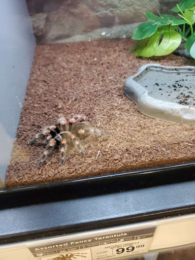 Pet Supply Store «Petco Animal Supplies», reviews and photos, 205 Goodman Rd W, Southaven, MS 38671, USA