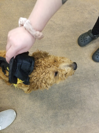 Pet Supply Store «PetSmart», reviews and photos, 2160 Jericho Turnpike, Commack, NY 11725, USA