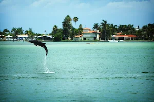 Hubbards Marina Dolphin Watching Tour image