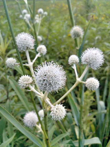 Nature Preserve «Subat Forest Preserve», reviews and photos, 4675-4999 Eldamain Rd, Plano, IL 60545, USA
