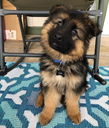 Steven J. Olson, DVM image