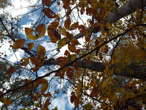 Park «North Charleston Wannamaker County Park», reviews and photos, 8888 University Blvd, North Charleston, SC 29406, USA