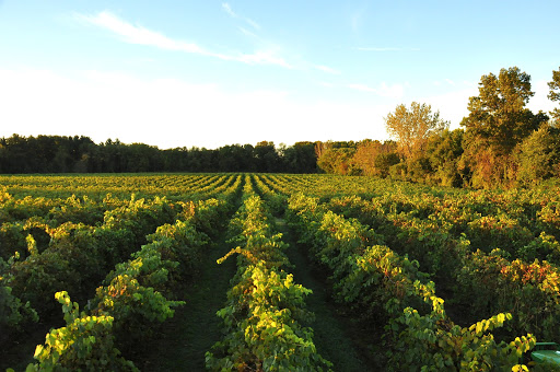 Winery «Lemon Creek Winery», reviews and photos, 533 E Lemon Creek Rd, Berrien Springs, MI 49103, USA