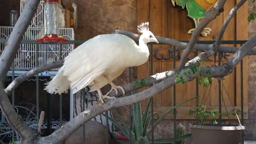 Zoo «Jr Pony Parties», reviews and photos, 1744 N Leonard Ln, Las Vegas, NV 89108, USA