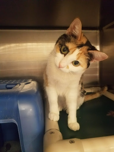 Pet Supply Store «PetSmart», reviews and photos, 3450 N Morrison Rd, Muncie, IN 47304, USA