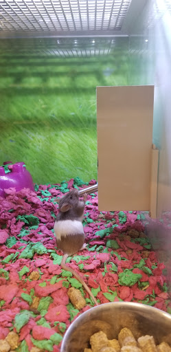 Pet Supply Store «PetSmart», reviews and photos, 1321 W Craig Rd, North Las Vegas, NV 89032, USA