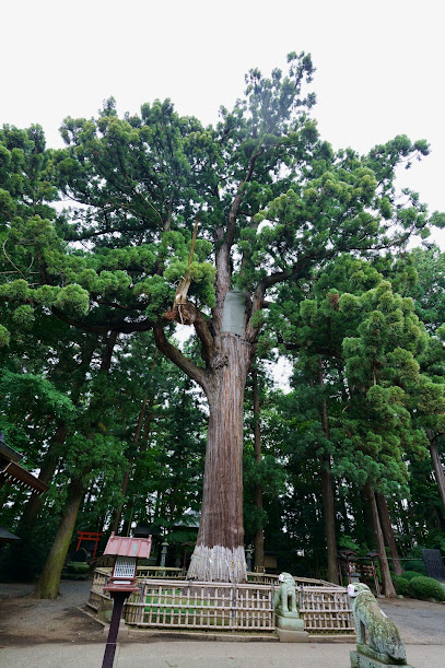 日高神社の姥杉