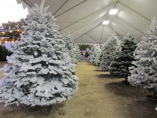 Santa's Christmas Trees