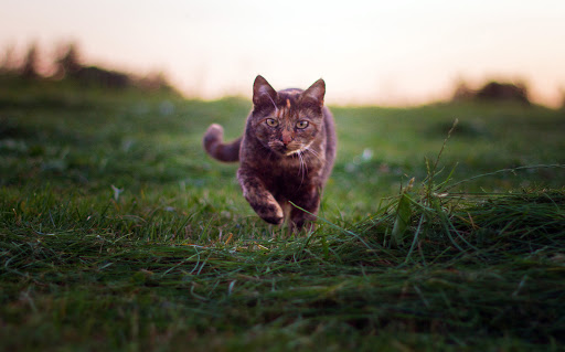 Tierarztpraxis Dr. Tanja Frey unter Rosenheim, Bayern