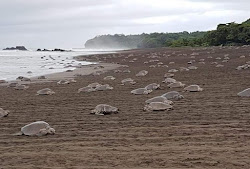 Photo de Playa del Ostional zone des équipements