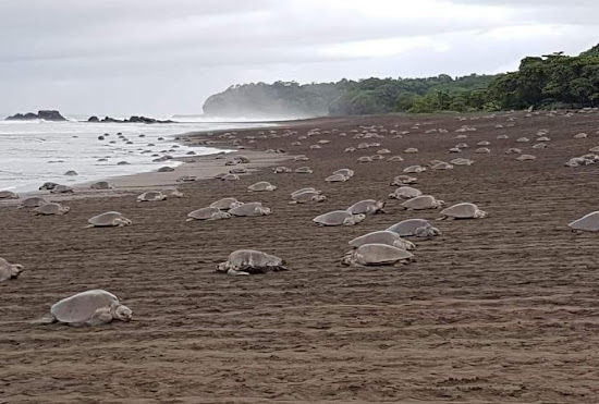 Playa del Ostional