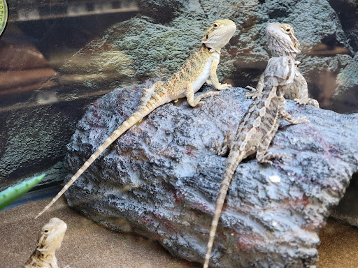 Pet Supply Store «Petco Animal Supplies», reviews and photos, 693 Middletown Warwick Rd, Middletown, DE 19709, USA