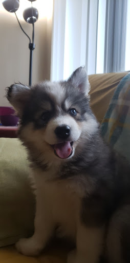 Pet Supply Store «PetSmart», reviews and photos, 2347 N Telegraph Rd, Monroe, MI 48162, USA