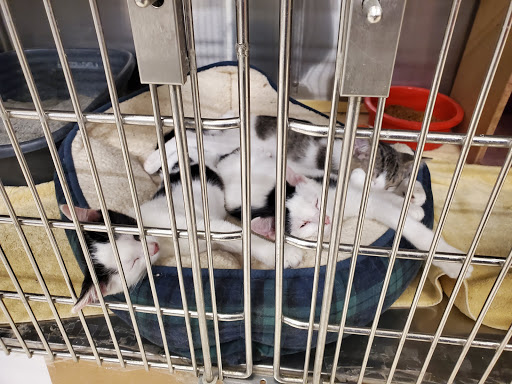 Pet Supply Store «PetSmart», reviews and photos, 4465 US-14, Crystal Lake, IL 60014, USA