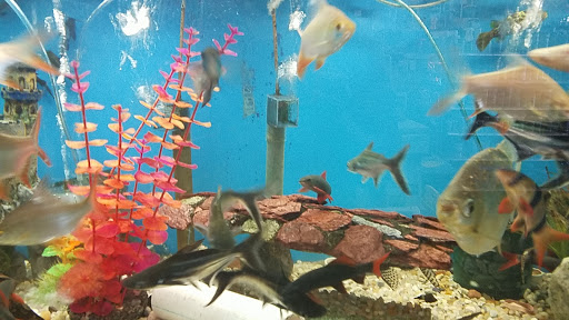 Pet Store «Animal Kingdom», reviews and photos, 436 Main St, East Orange, NJ 07018, USA