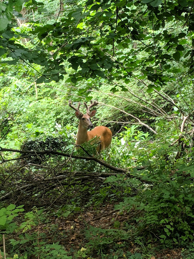 National Park «Battery Kemble Park», reviews and photos, 3035 Chain Bridge Rd NW, Washington, DC 20016, USA