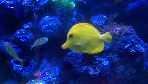 Tropical Fish Store «Blue Seas Aquariums», reviews and photos, 2750 N University Dr, Sunrise, FL 33322, USA