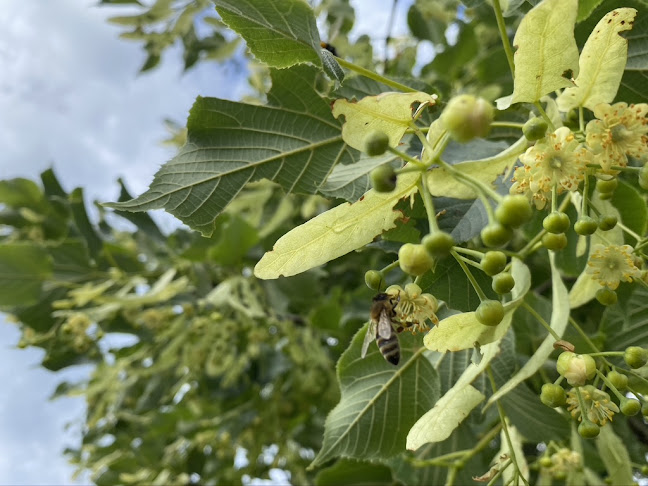 Chlaffentaler Bienenhonig