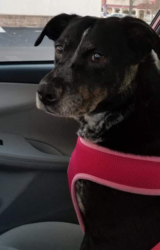 Pet Supply Store «Pet Supplies Plus», reviews and photos, 2410 Augusta Rd, West Columbia, SC 29169, USA