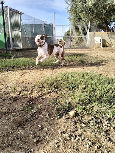 Pensioni per cani e dog hotel a SHINY'S BED & DOGS